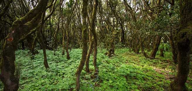 Laurel forest in La Gomera with the private VIP Tour